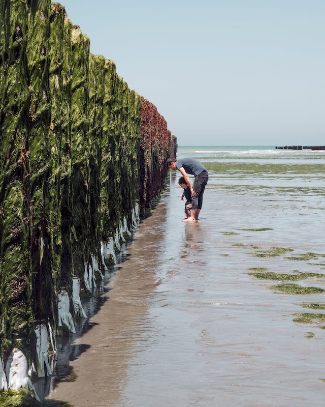 Élevage de moules de bouchot