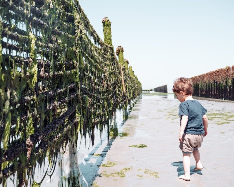 Enfant dans un parc à moules de bouchot