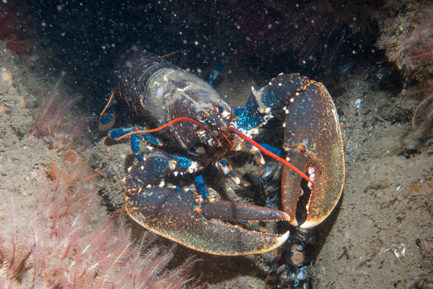 Le homard breton : savourez le trésor bleu de la mer