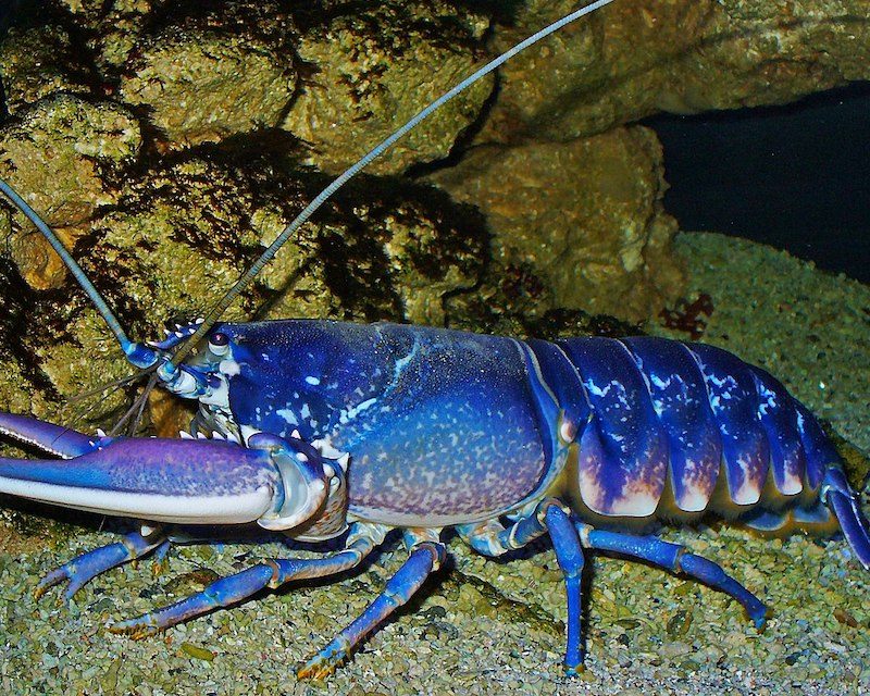 Un homard breton très bleu