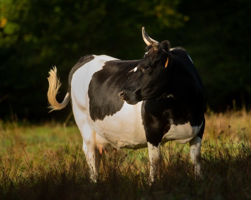 Vache bretonne Pie Noir