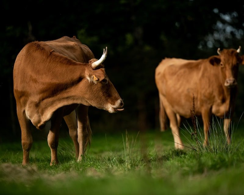 Vaches Froment du Léon